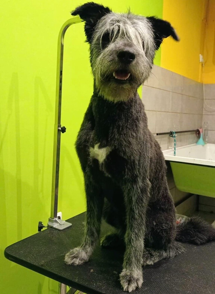 26 sierpnia świętowaliśmy Międzynarodowy Dzień Psa. Oto pupile naszych Czytelników.