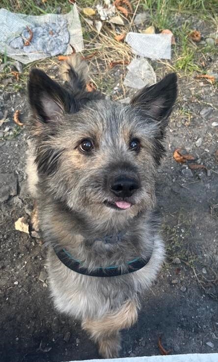 26 sierpnia świętowaliśmy Międzynarodowy Dzień Psa. Oto pupile naszych Czytelników.