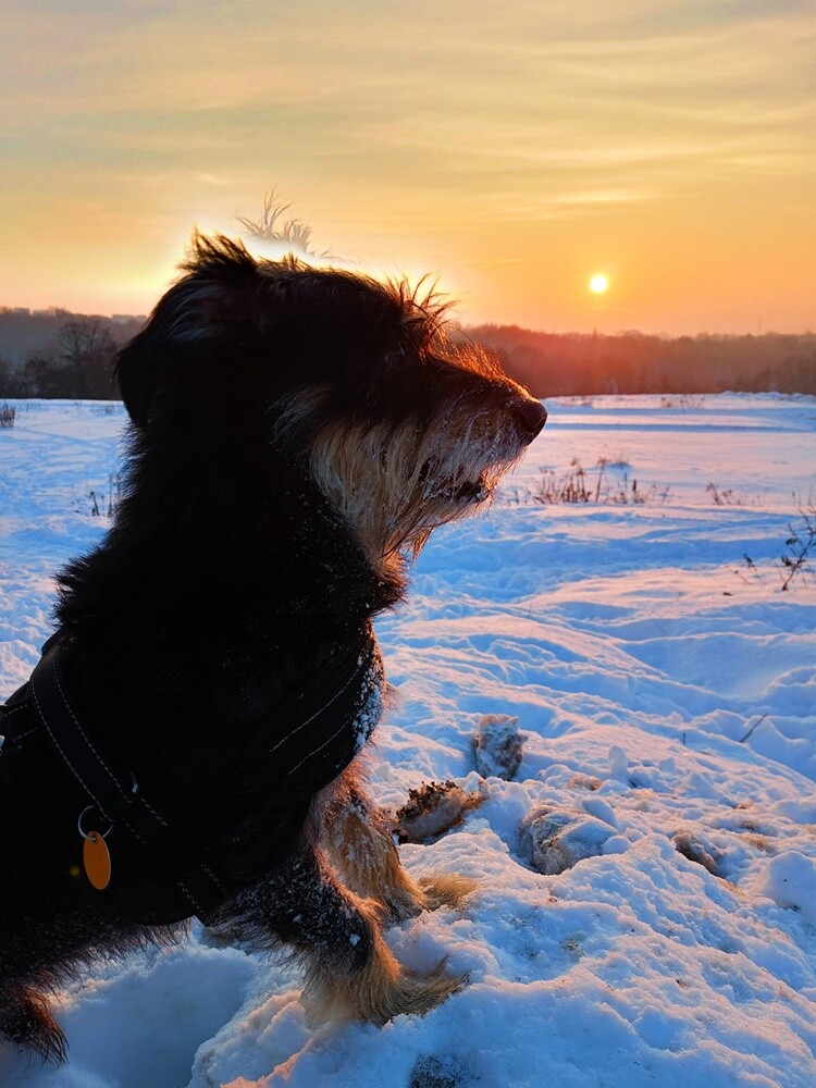 26 sierpnia świętowaliśmy Międzynarodowy Dzień Psa. Oto pupile naszych Czytelników.