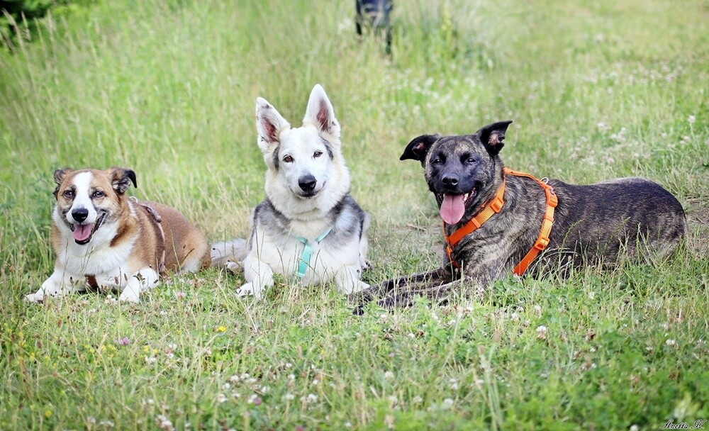 26 sierpnia świętowaliśmy Międzynarodowy Dzień Psa. Oto pupile naszych Czytelników.