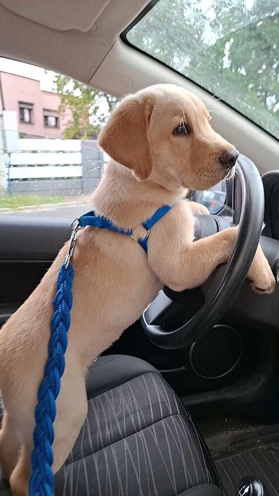 26 sierpnia świętowaliśmy Międzynarodowy Dzień Psa. Oto pupile naszych Czytelników.