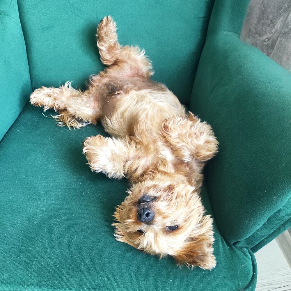 26 sierpnia świętowaliśmy Międzynarodowy Dzień Psa. Oto pupile naszych Czytelników.