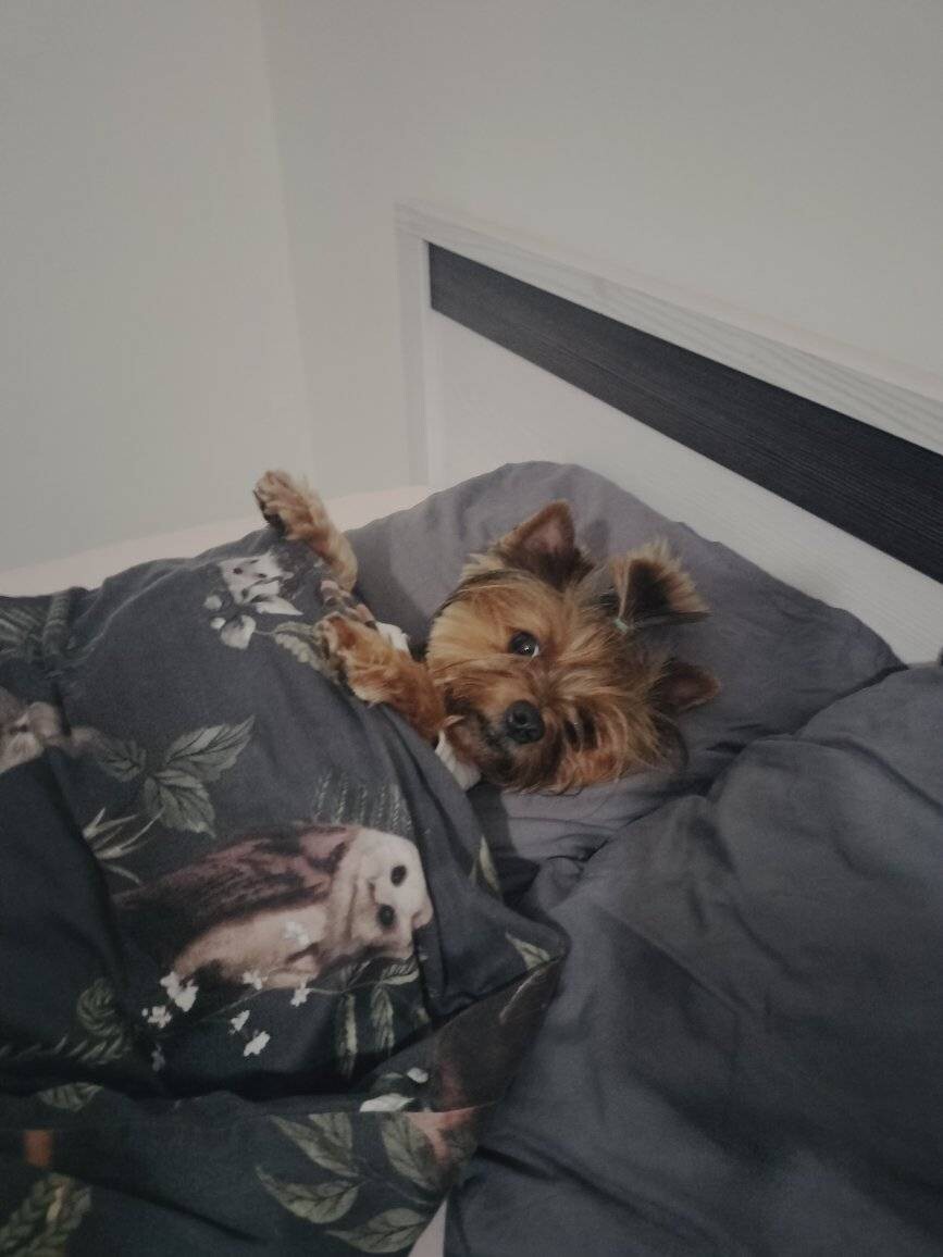 26 sierpnia świętowaliśmy Międzynarodowy Dzień Psa. Oto pupile naszych Czytelników.