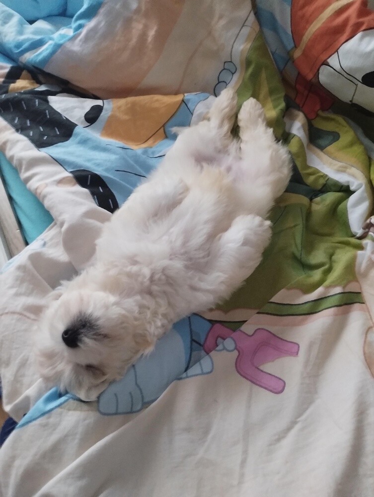 26 sierpnia świętowaliśmy Międzynarodowy Dzień Psa. Oto pupile naszych Czytelników.