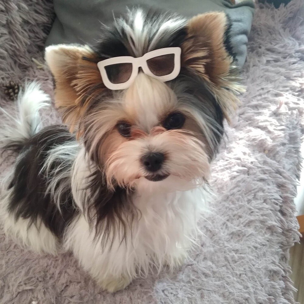 26 sierpnia świętowaliśmy Międzynarodowy Dzień Psa. Oto pupile naszych Czytelników.