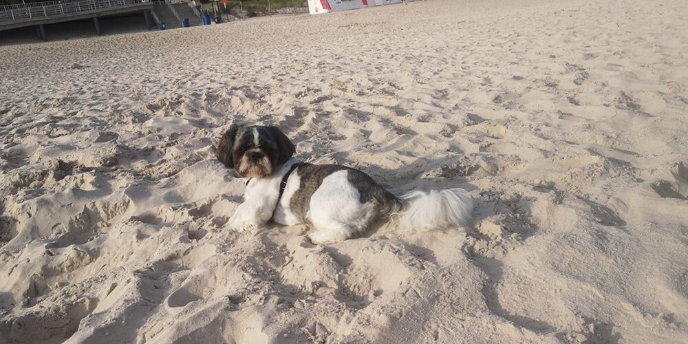 26 sierpnia świętowaliśmy Międzynarodowy Dzień Psa. Oto pupile naszych Czytelników.