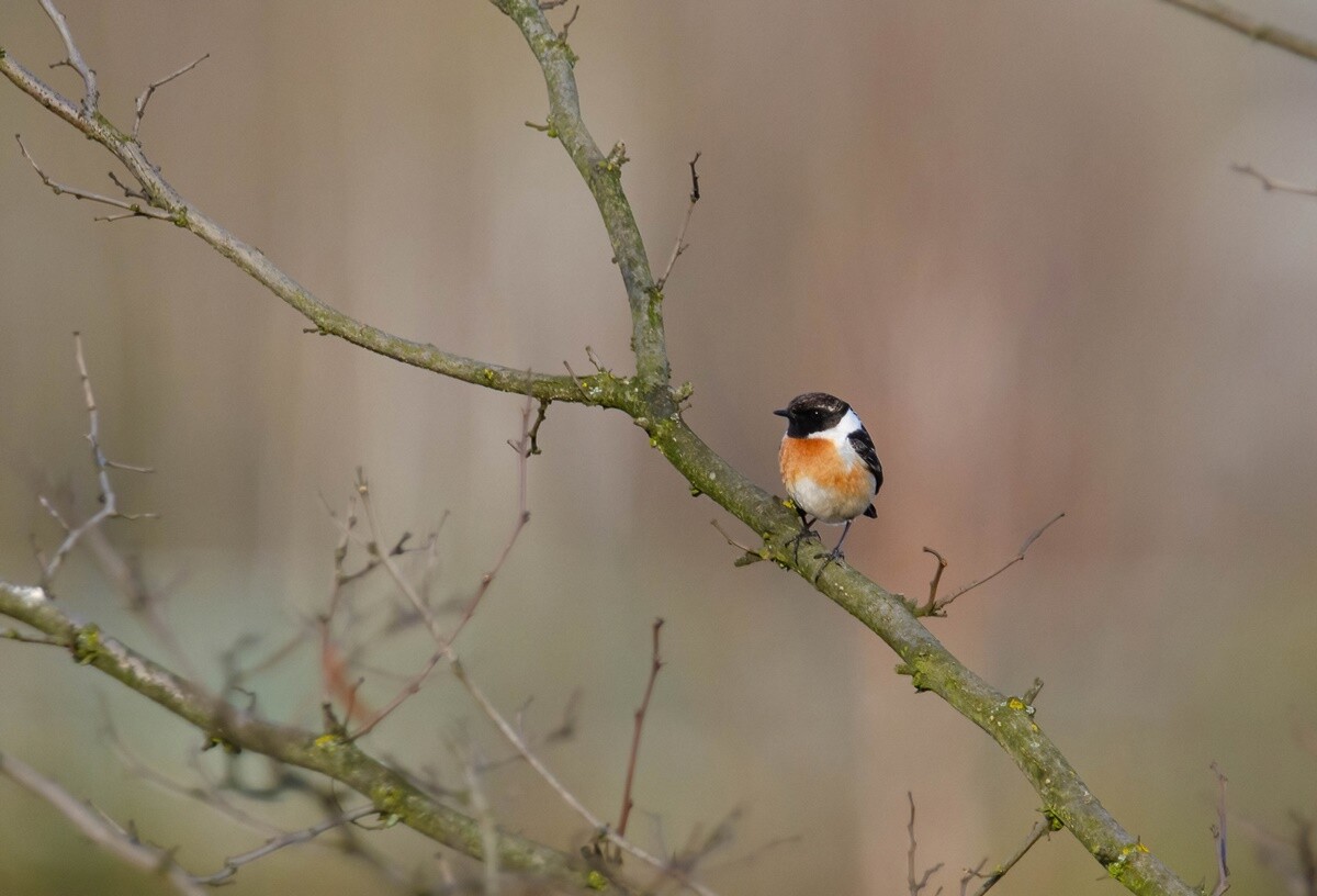 Marek Faber ma 15 lat i niezwykłą pasję! Od niespełna 3 lat interesuje się ornitologią i fotografią. / fot. Marek Faber