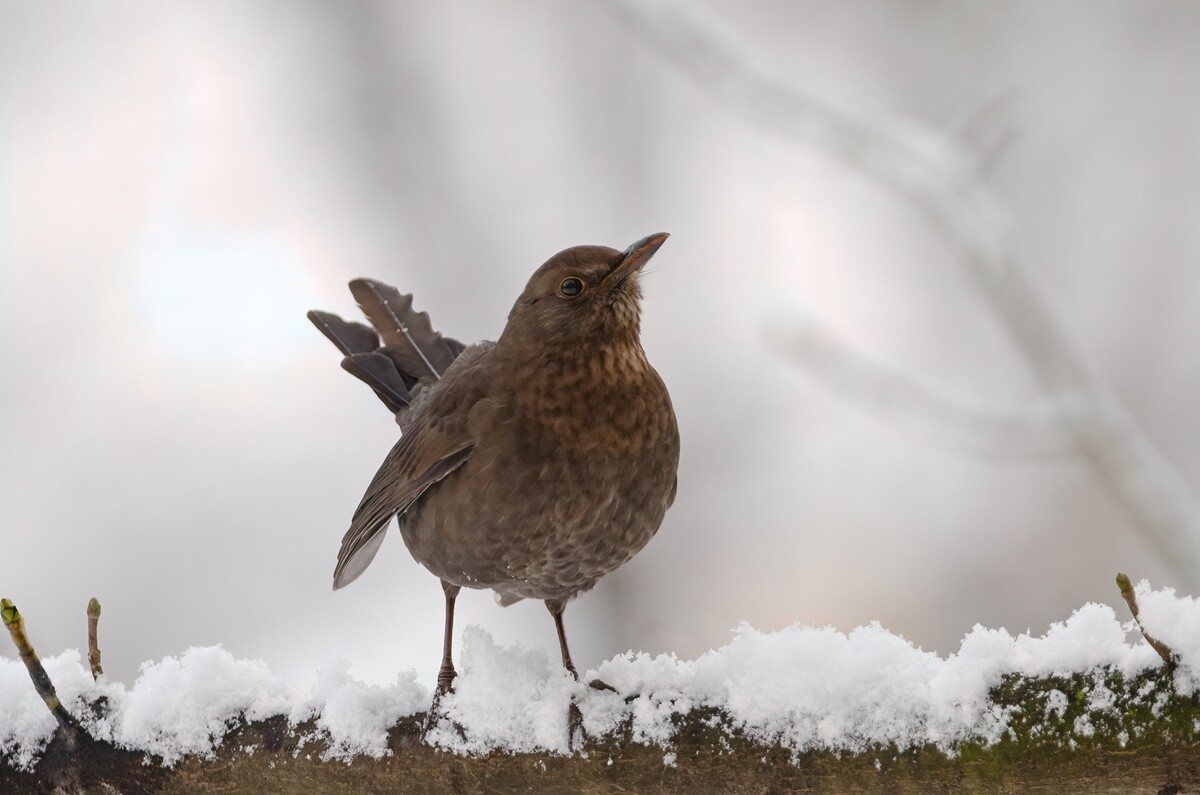 Marek Faber ma 15 lat i niezwykłą pasję! Od niespełna 3 lat interesuje się ornitologią i fotografią. / fot. Marek Faber