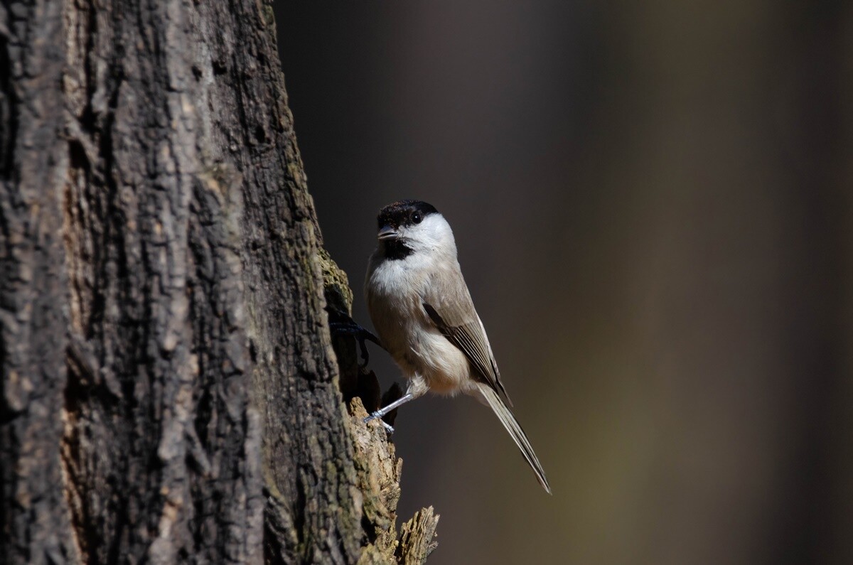 Marek Faber ma 15 lat i niezwykłą pasję! Od niespełna 3 lat interesuje się ornitologią i fotografią. / fot. Marek Faber
