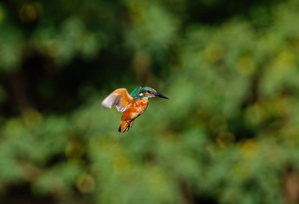 Marek Faber ma 15 lat i niezwykłą pasję! Od niespełna 3 lat interesuje się ornitologią i fotografią. / fot. Marek Faber