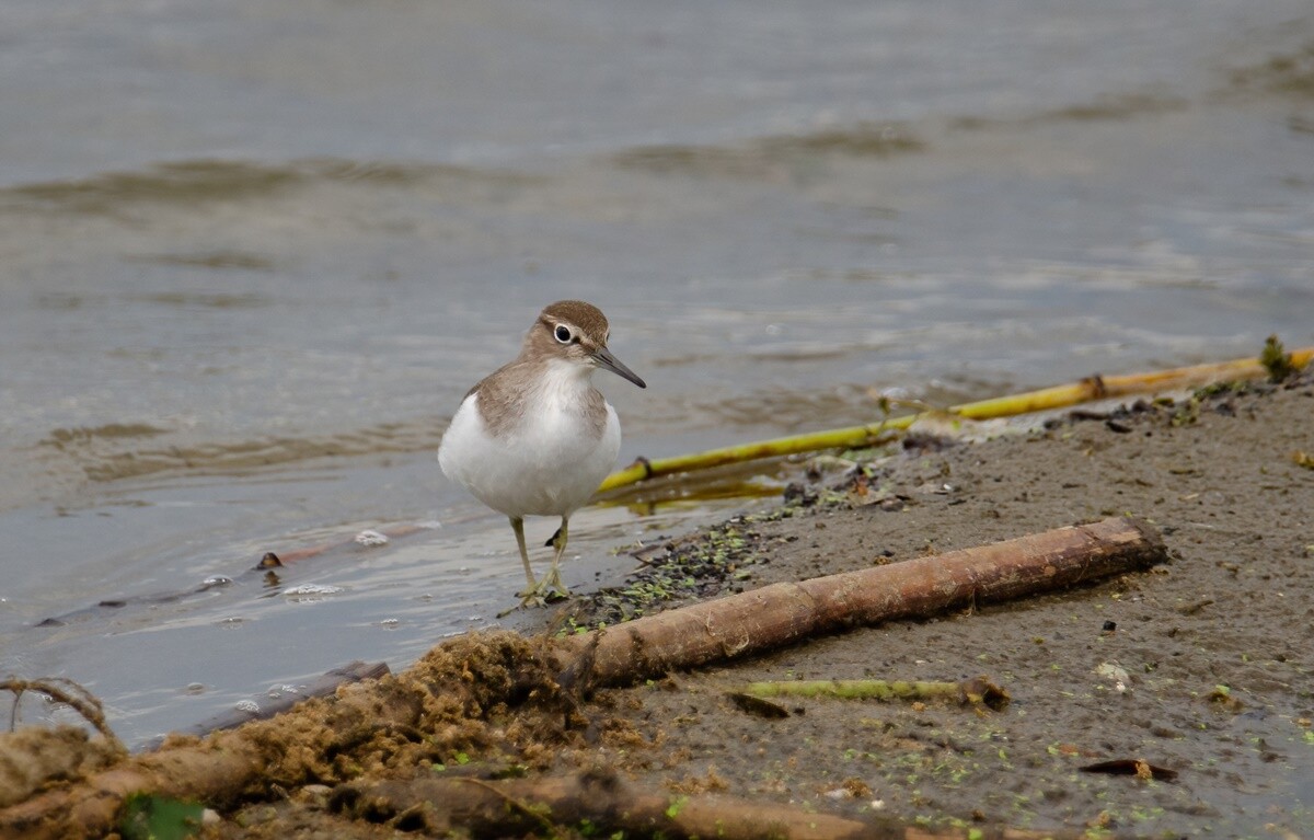 Marek Faber ma 15 lat i niezwykłą pasję! Od niespełna 3 lat interesuje się ornitologią i fotografią. / fot. Marek Faber