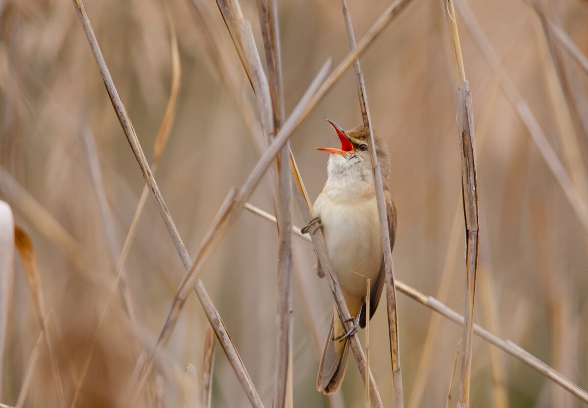Marek Faber ma 15 lat i niezwykłą pasję! Od niespełna 3 lat interesuje się ornitologią i fotografią. / fot. Marek Faber