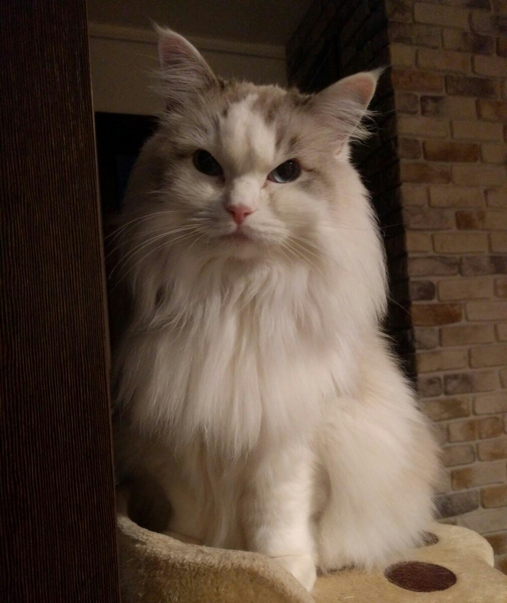 Kotka Oksanka - ragdoll