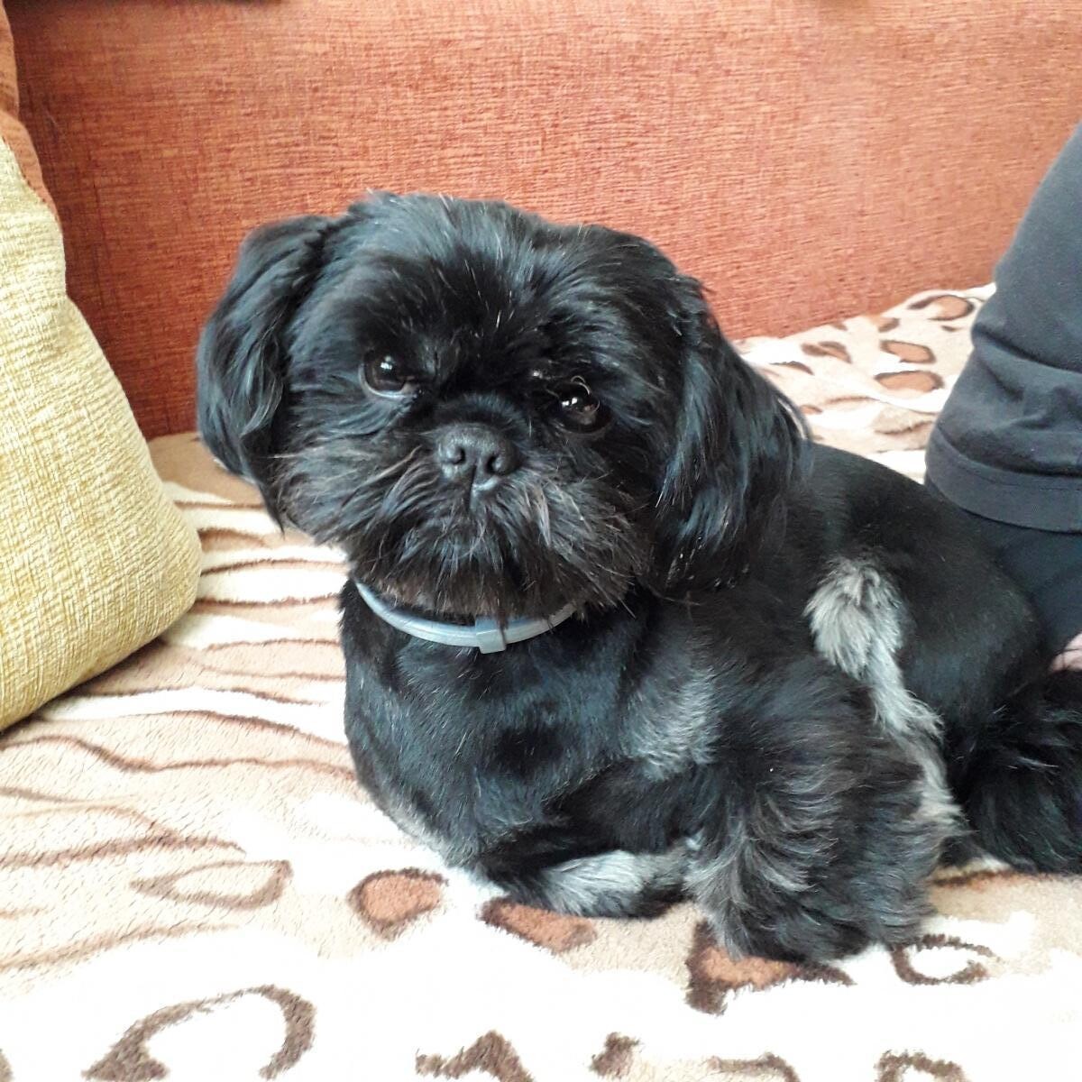 Shiz Tzu Laki
dzielnica: Nowy Bytom