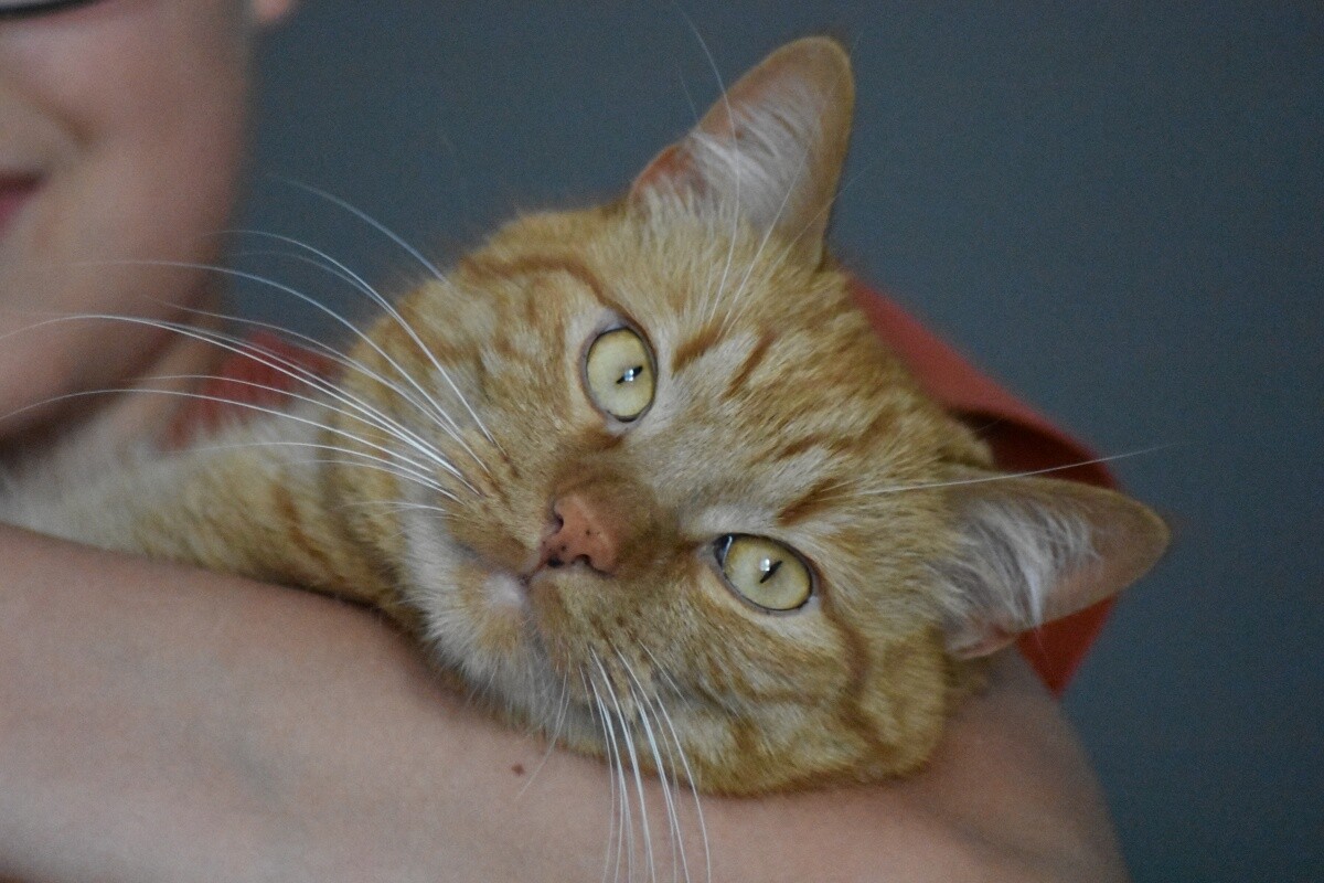 kotek Mruczuś
dzielnica: Kochłowice