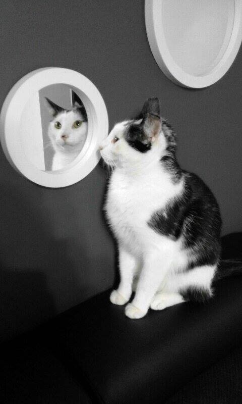 Kot Tofik Godula
dzielnica: Godula