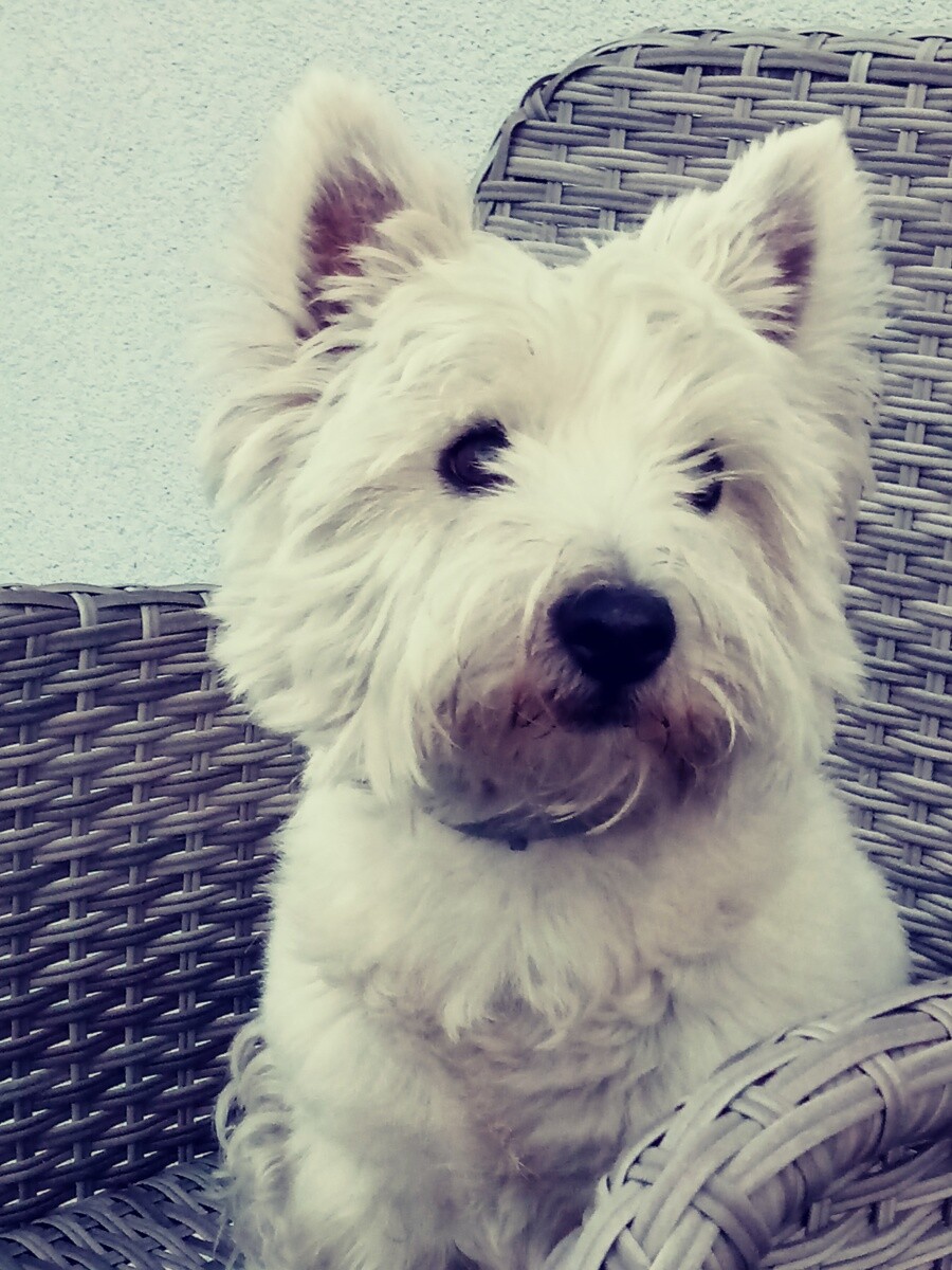 SINDI - West White Terrier
dzielnica: 