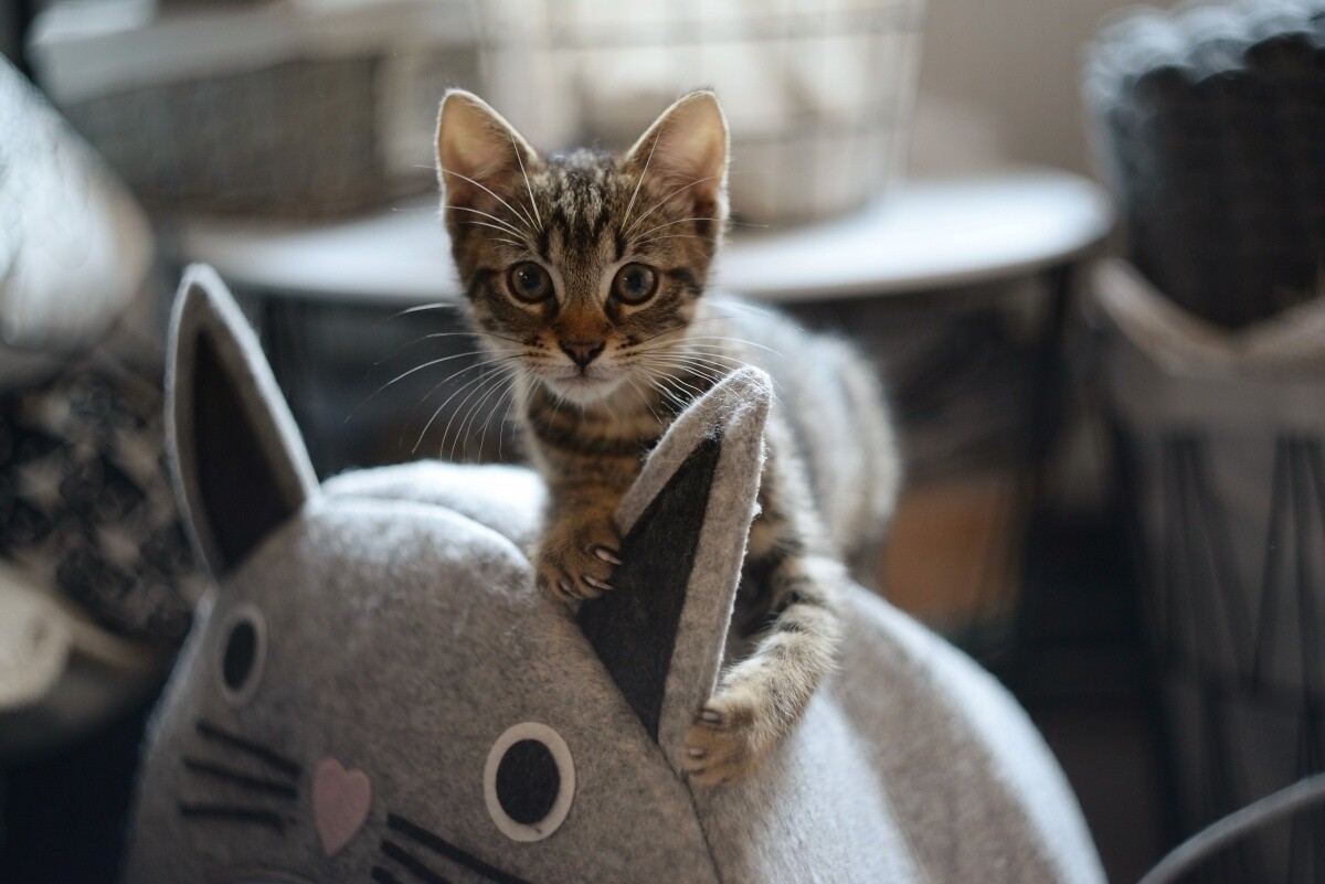 Kot Tabi 🐈
dzielnica: Nowy Bytom 