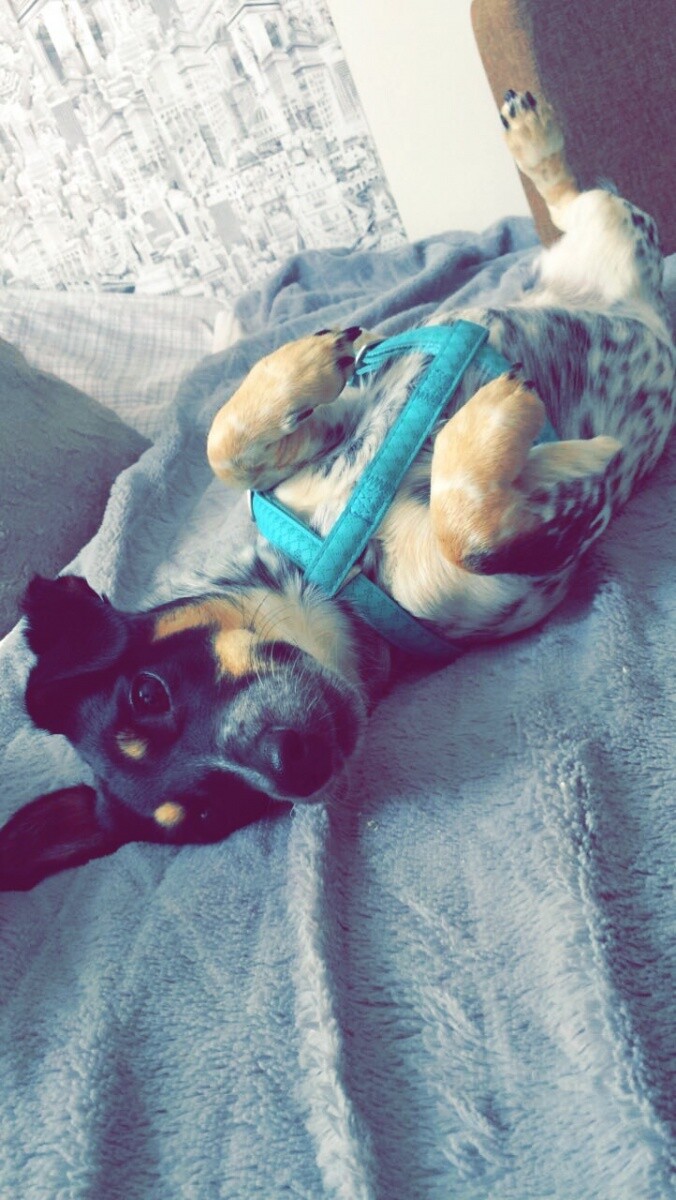 Daisy z Bykowiny (suczka) ❤
dzielnica: Bykowina