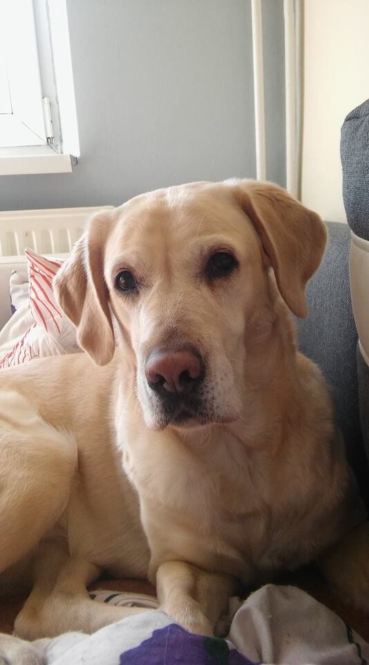 Sara jest biszkoptowym labradorem.
dzielnica: Bielszowice