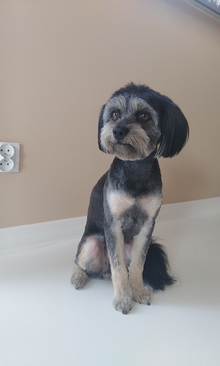 Misia mieszaniec 
dzielnica: Bielszowice 