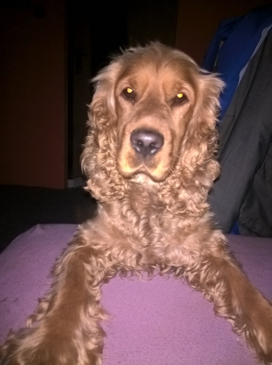 Cezar 
Cocker Spaniel Angielski
dzielnica: