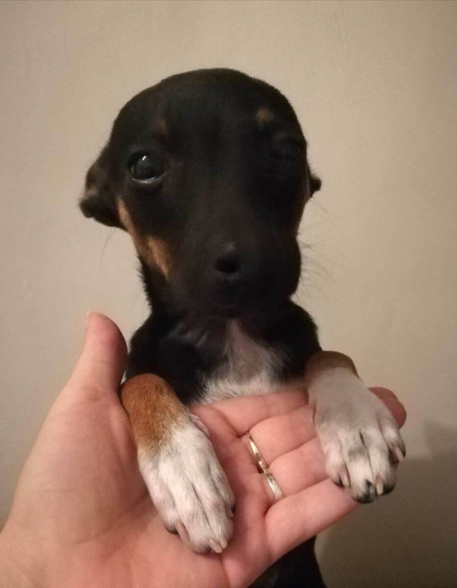 Chłopczyk Franki
dzielnica: Ruda