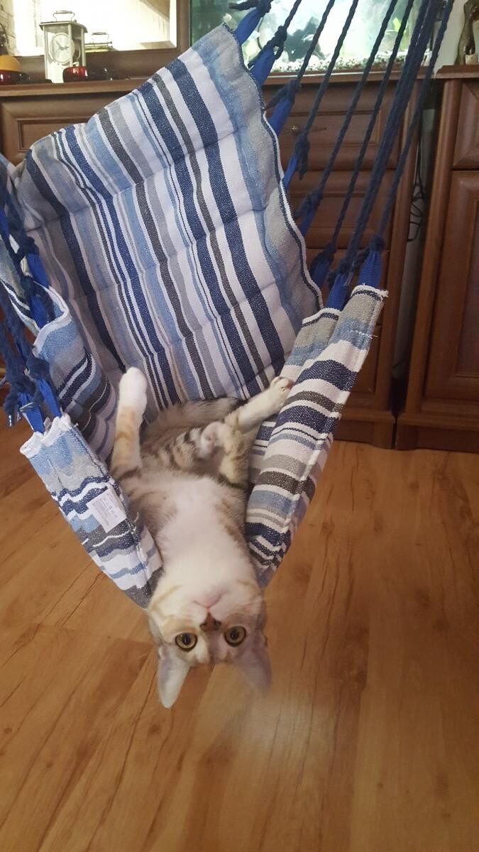 Pusia Lalusia
dzielnica: Osiedle Tysiąclecia Katowice