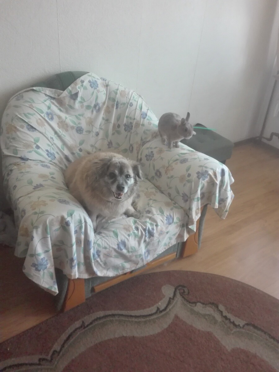 Funia i uszata koleżanka Basia
dzielnica: Bykowina