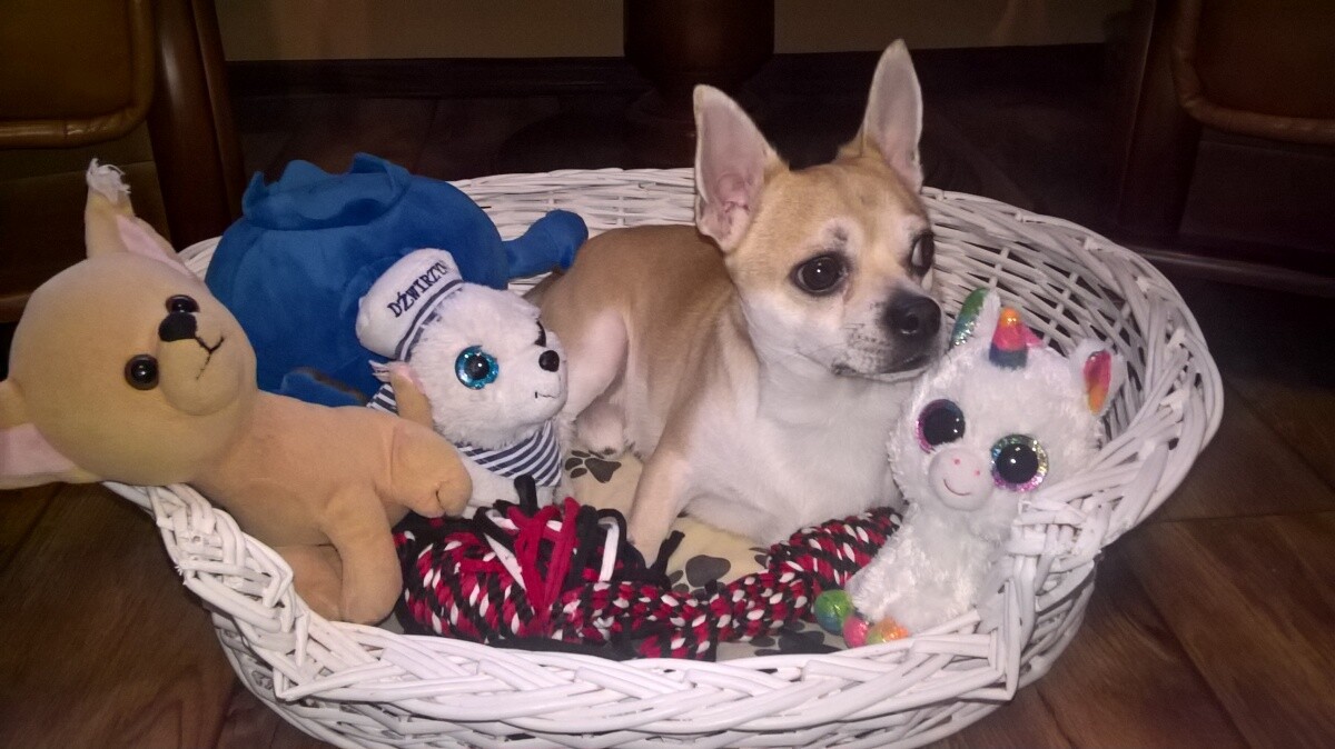 Zgadnijcie, który z tego zwierzogrodu to pies : Chico, rasy chihuahua?
Tak!  właśnie to ten, na którego patrzysz :-)
Ma 2 latka i jest najważniejszym prezentem komunijnym mojej córki :-D
dzielnica: 