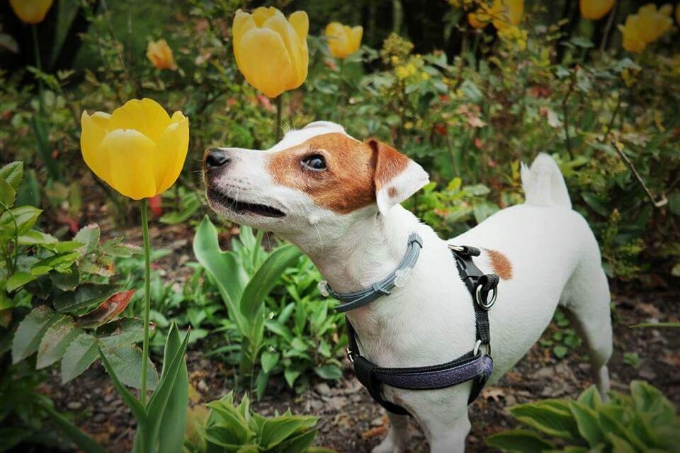 Przedstawiam najbardziej żywiolowego psa pod słońcem - Neli :) 
P.s. skoro kwiatuszki pachną to trzeba je powąchać
dzielnica: Godula