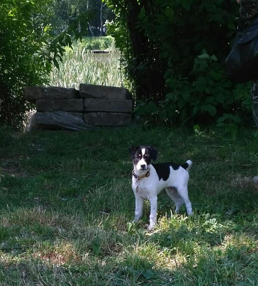 Piesek Nela :) 
dzielnica: 