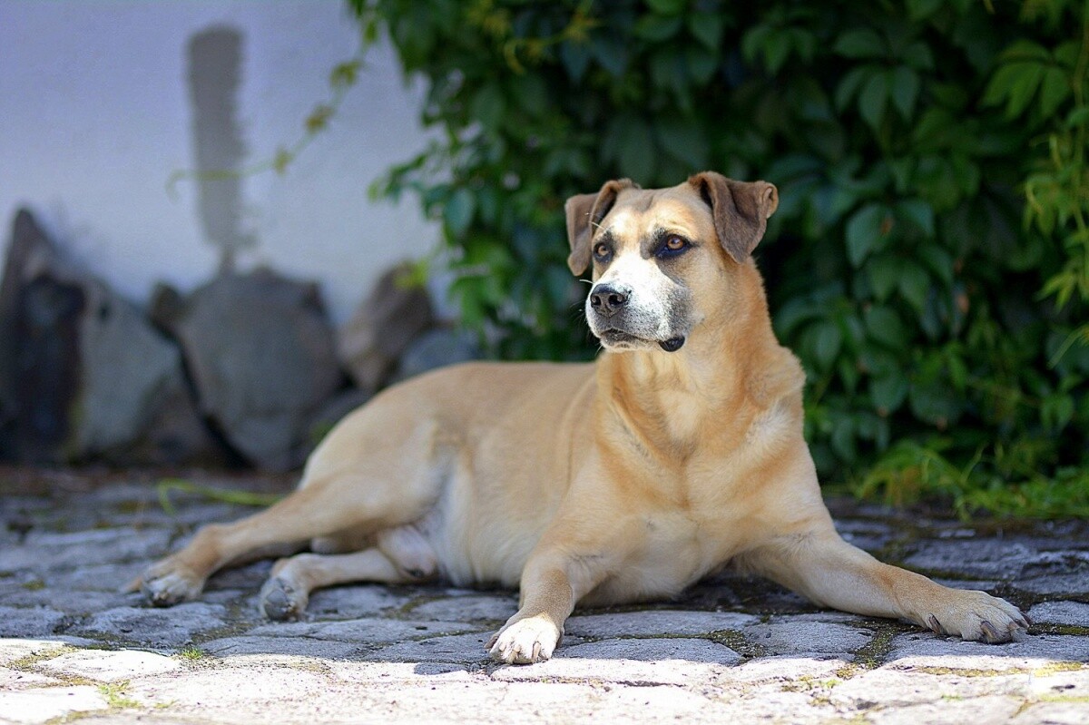 imię: Lucky
rasa: mieszaniec
dzielnica: 