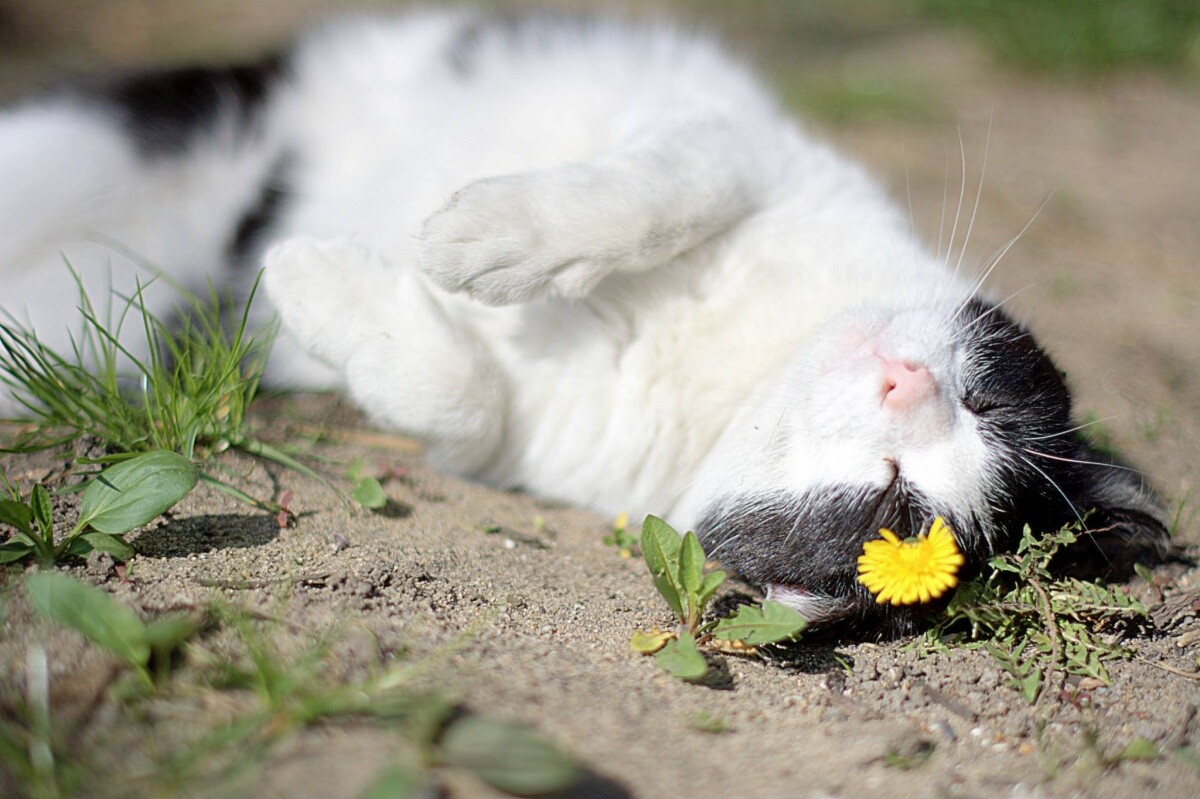 Kotek Miluś
dachowiec
dzielnica: 