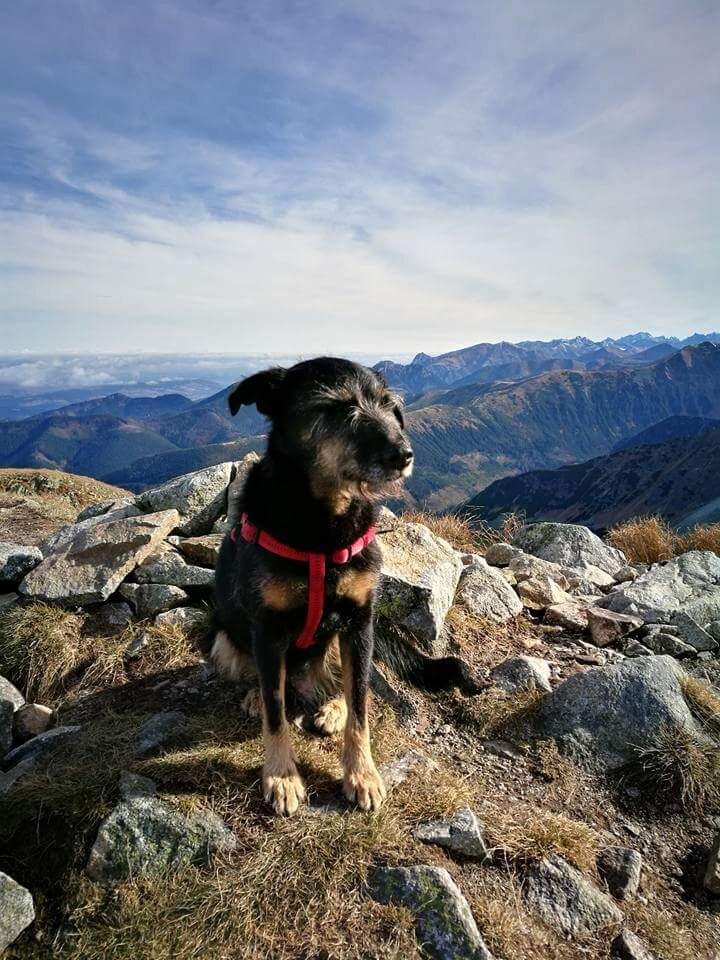 Sunia Tosia ❤️🐕- uwielbia podróżować, chodzić po górach i jeździć samochodem - Bielszowice 
dzielnica: Bielszowice 
