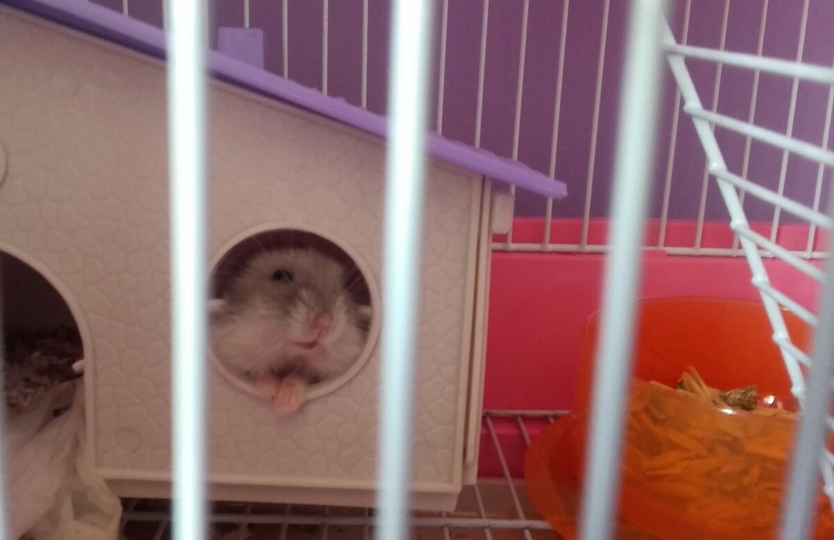  Pani Ząbek- chomik dzungarski.
dzielnica: Ruda Śląska 1