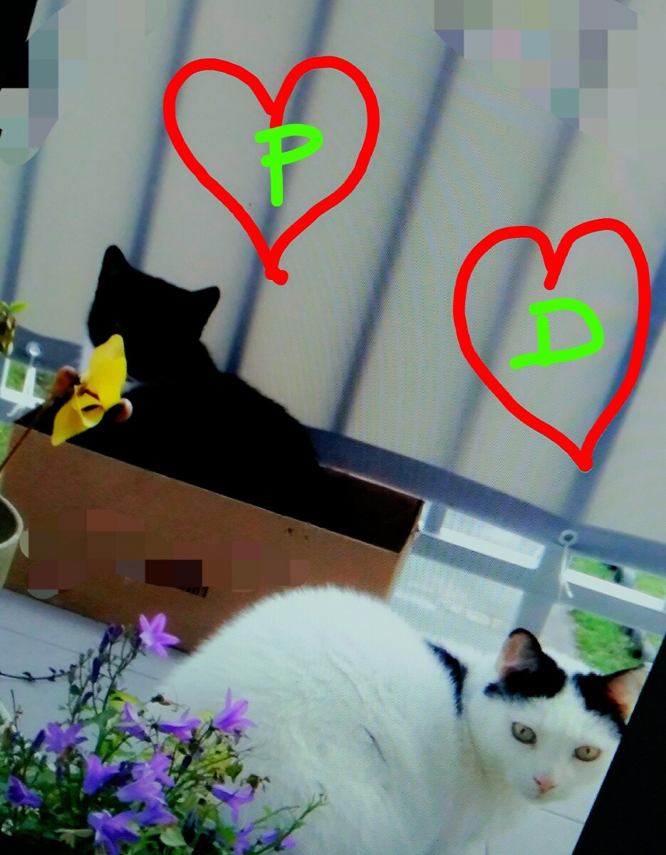 Moje kochane koty Dzordz i Pedro
dzielnica: Ruda