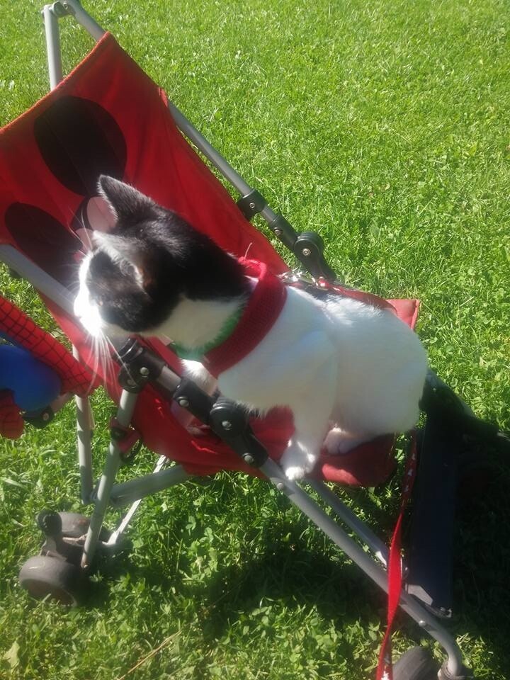 Jestem Frodo i lubię podróżować :)
dzielnica: orzegów