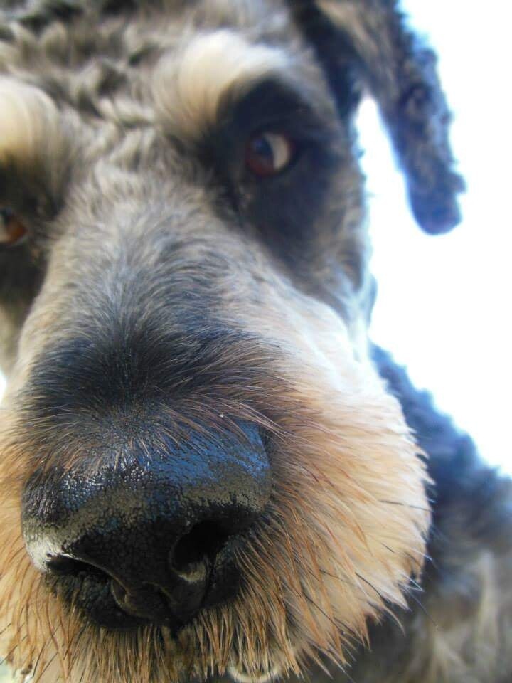 Piesek - Megusia
dzielnica: Ruda Śląska 1