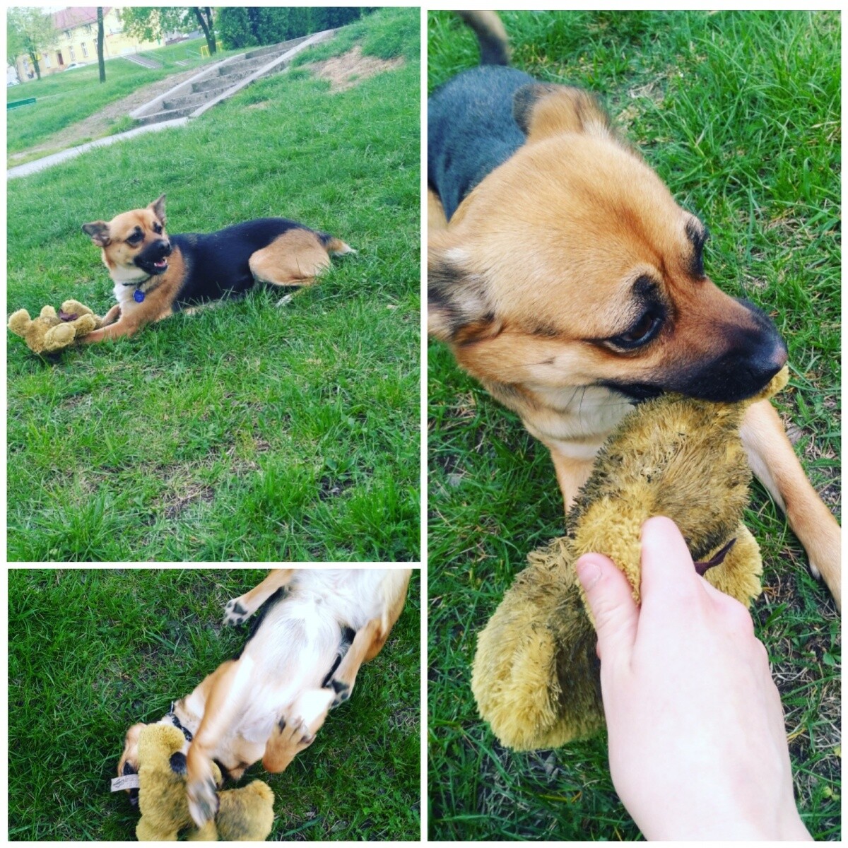 Dora, jest przytulna, wierna, mądra. Przyjazna do ludzi jak i dzieci. Lubi aportować bawić się z dziećmi jak z innymi psami. 🐾
dzielnica: Ruda Śląska