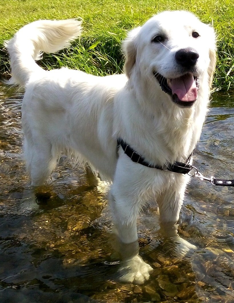 MAX

Przyjaciela mam jednego,
najlepszego, kudłatego!
On to moje całe życie
i nie mówię tego skrycie!
Wierny, dobry i kochany,
nie wymaga mojej zmiany...
Miłość swoją dał dozgonną,
już nie czuję się bezbronną!
Lekiem jest mym w każdej chwili,
grunt żebyśmy razem byli!
Ja dla MAXa zrobię wszystko,
bo to najwspanialsze Psisko!
dzielnica: Ruda Śląska - HALEMBA