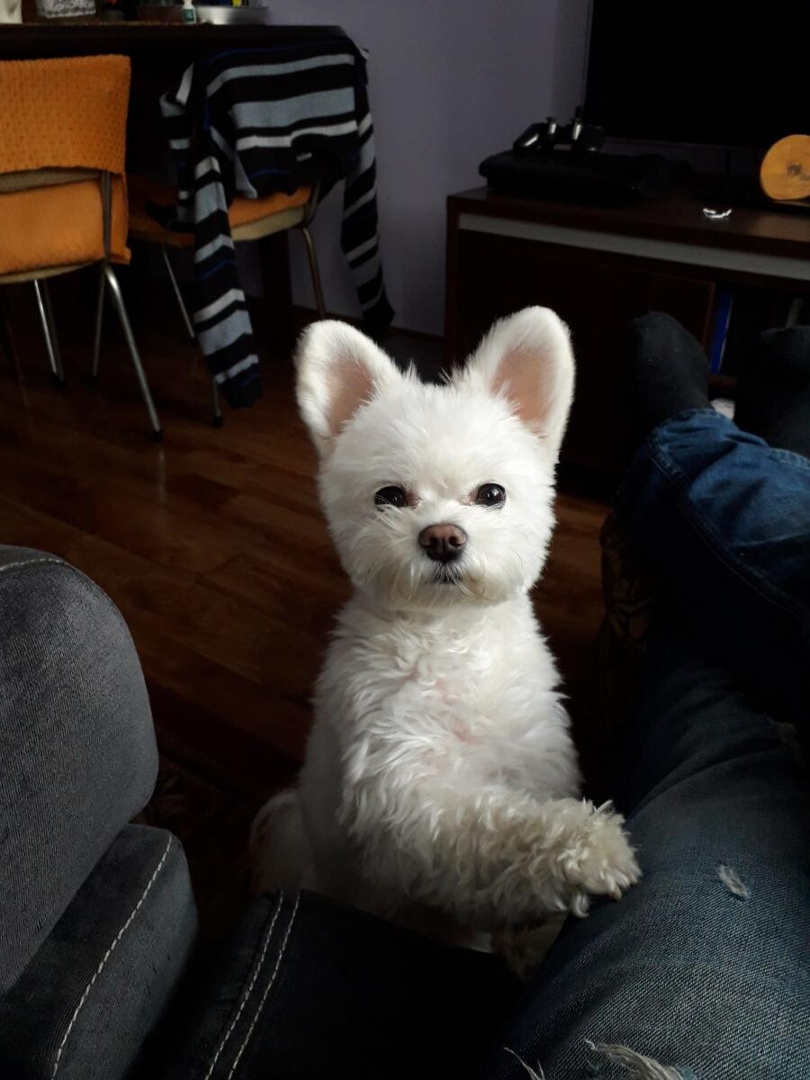 Figa mała puszysta suczka rasy maltanczyk 
dzielnica: Bykowina