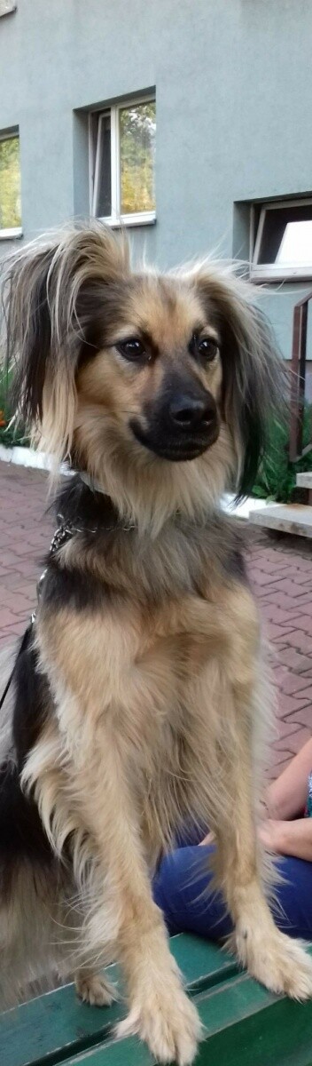 Na zdjeciu jest mój pies Korek, jest on z nami juz 2 lata adoptowaliśmy go z schroniska w Chorzowie.
Korek bardzi lubi spać a na spacerach jest strażnikiem osiedlowym ( co widać naz zdjęciu)😂 😉😉😉 
dzielnica: Kochłowice