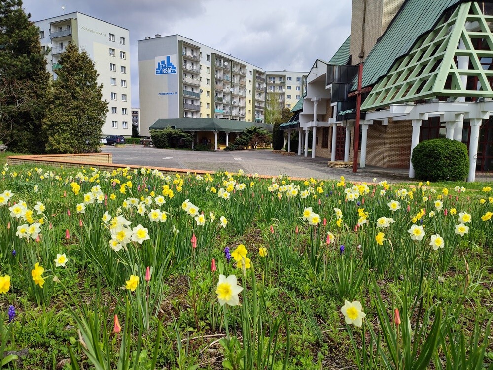 Wraz z nadejściem wiosny nasze miasto nie tylko się zazieleniło – w wielu miejscach pojawiły się także nowe kwiaty i krzewy. 

fot. Jacek Knapik / MPGM TBS