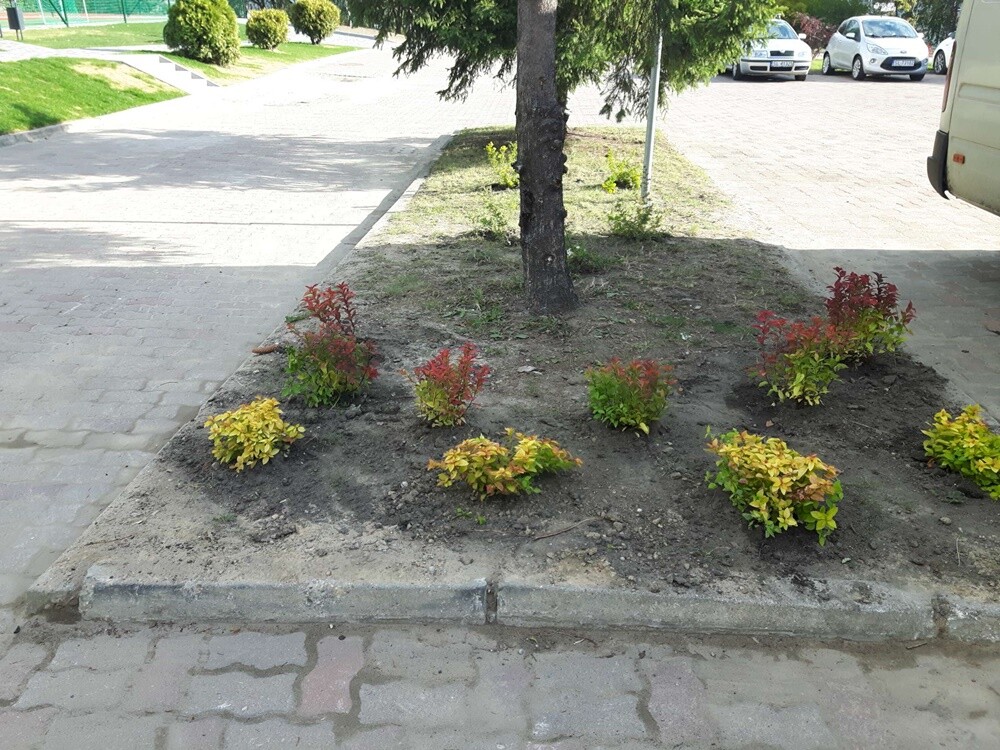 Wokół Szkoły Podstawowej nr 16 im. Janusza Korczaka w pozieleniało.