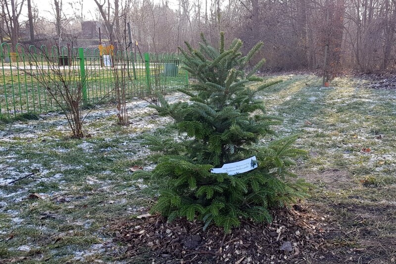 Nie wiesz co zrobić z choinką po świętach? Daj jej drugie życie