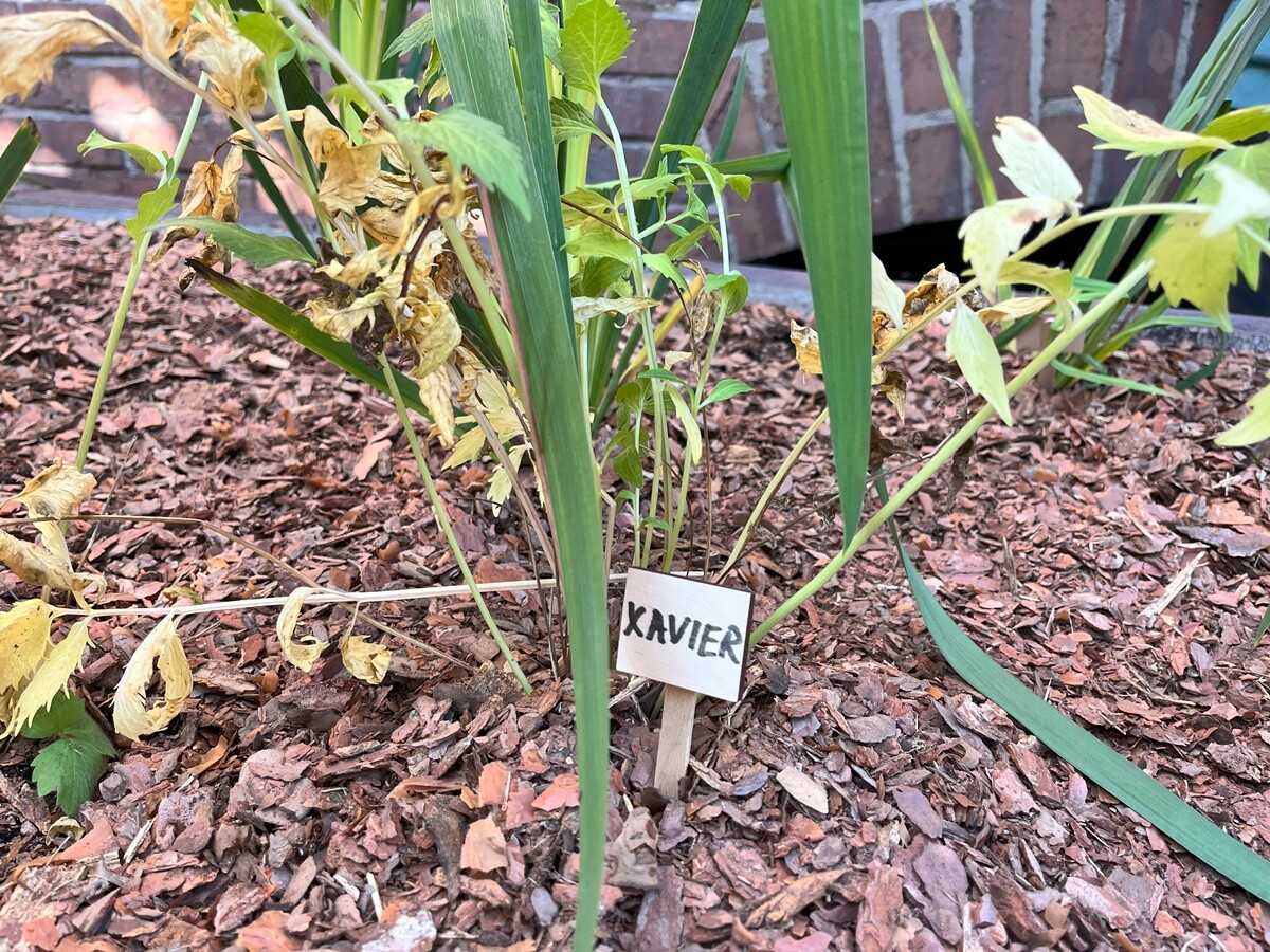 Ogród deszczowy w Zespole Szkół nr 7 w Rudzie Śląskiej. / fot. ZS nr 7