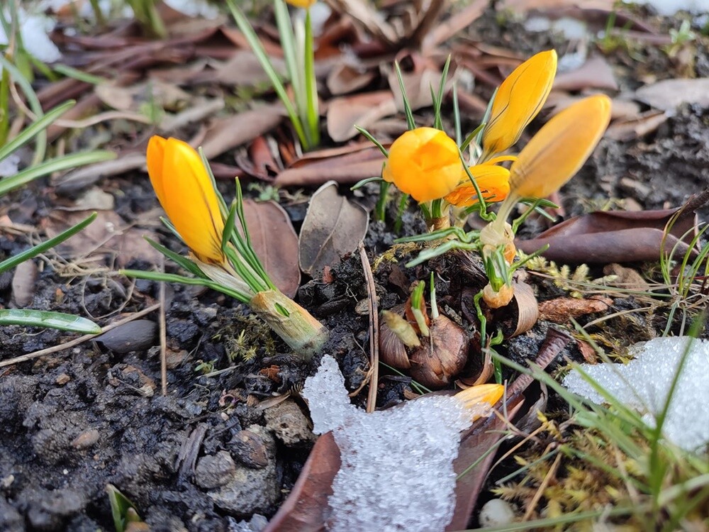 21 marca to pierwszy dzień kalendarzowej wiosny. Ta już na dobre zadomowiła się w Rudzie Śląskiej. Zobaczcie zdjęcia naszych czytelników!