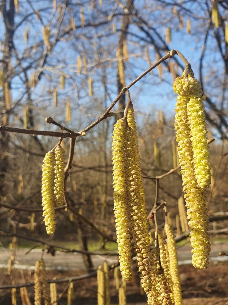 21 marca to pierwszy dzień kalendarzowej wiosny. Ta już na dobre zadomowiła się w Rudzie Śląskiej. Zobaczcie zdjęcia naszych czytelników!