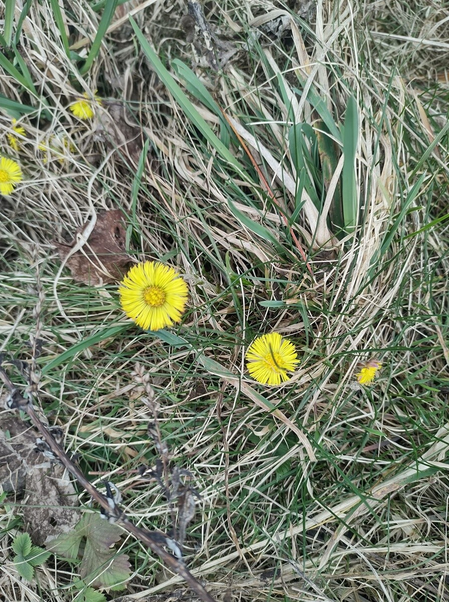 Pierwsze oznaki wiosny. / fot. Czytelnicy